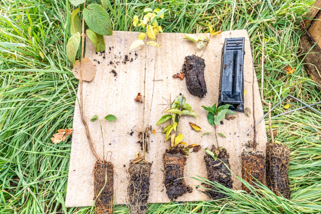 Image for Chantier : Plantation d’arbres fruitiers