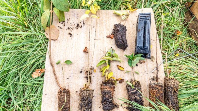 Image for Chantier : Plantation d’arbres fruitiers