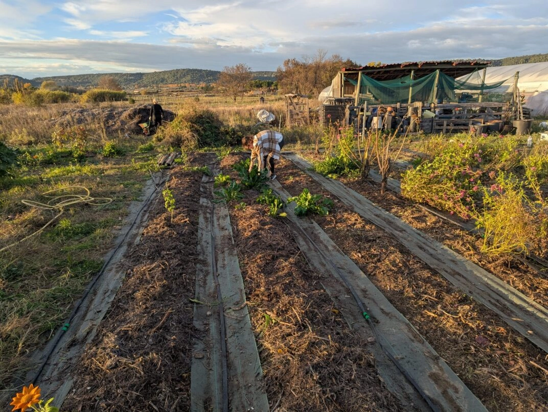 Image for Chantier : Aide à l’entretien de haies et jardin de fleurs sauvages