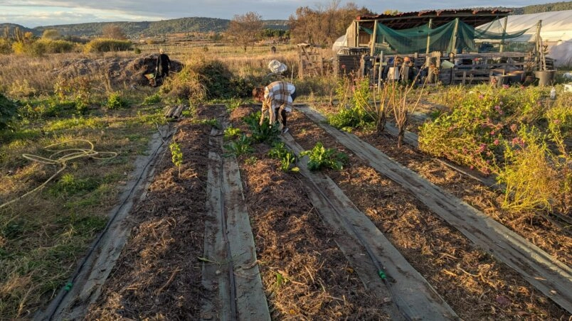 Image for Chantier : Aide à l’entretien de haies et jardin de fleurs sauvages