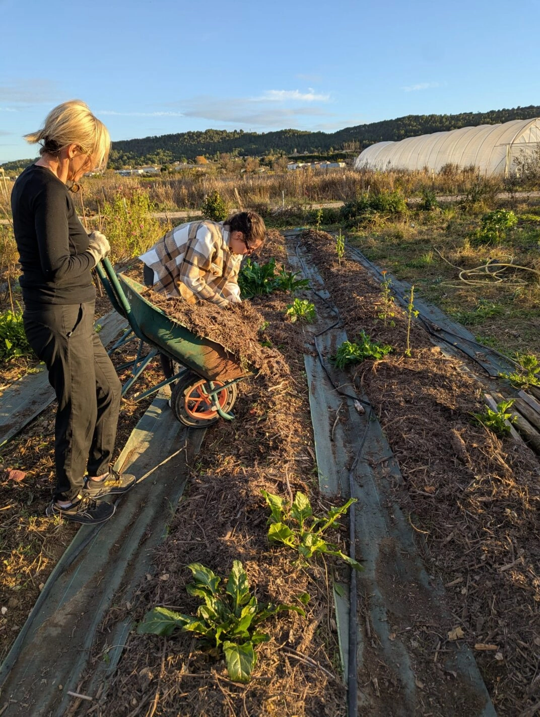 Image for Chantier : Plantations & entretien de cultures