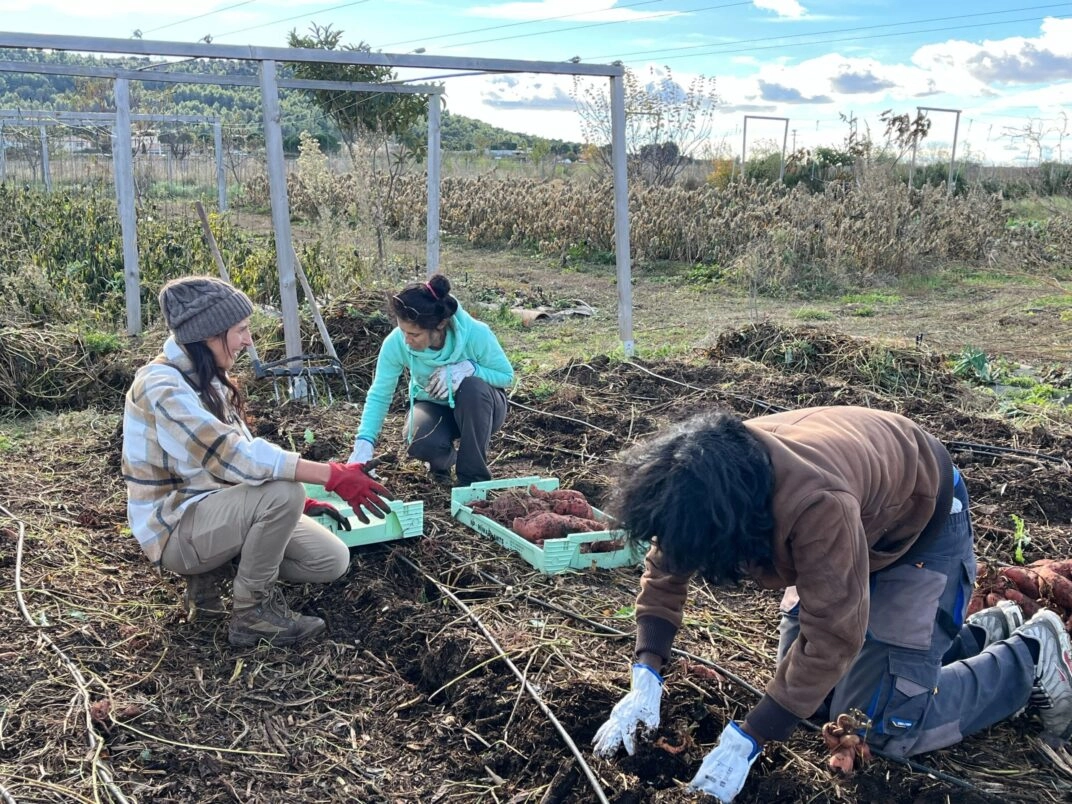 Image for Chantier : Plantations de printemps