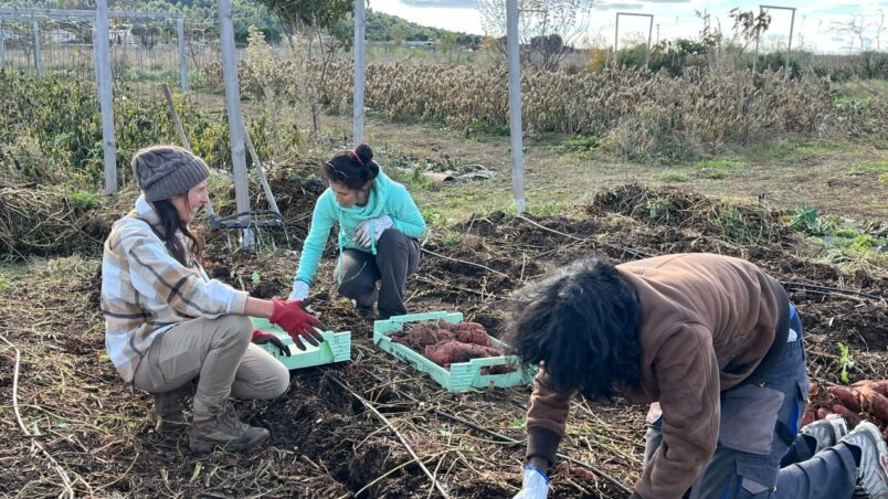 Image for Chantier : Plantations de printemps