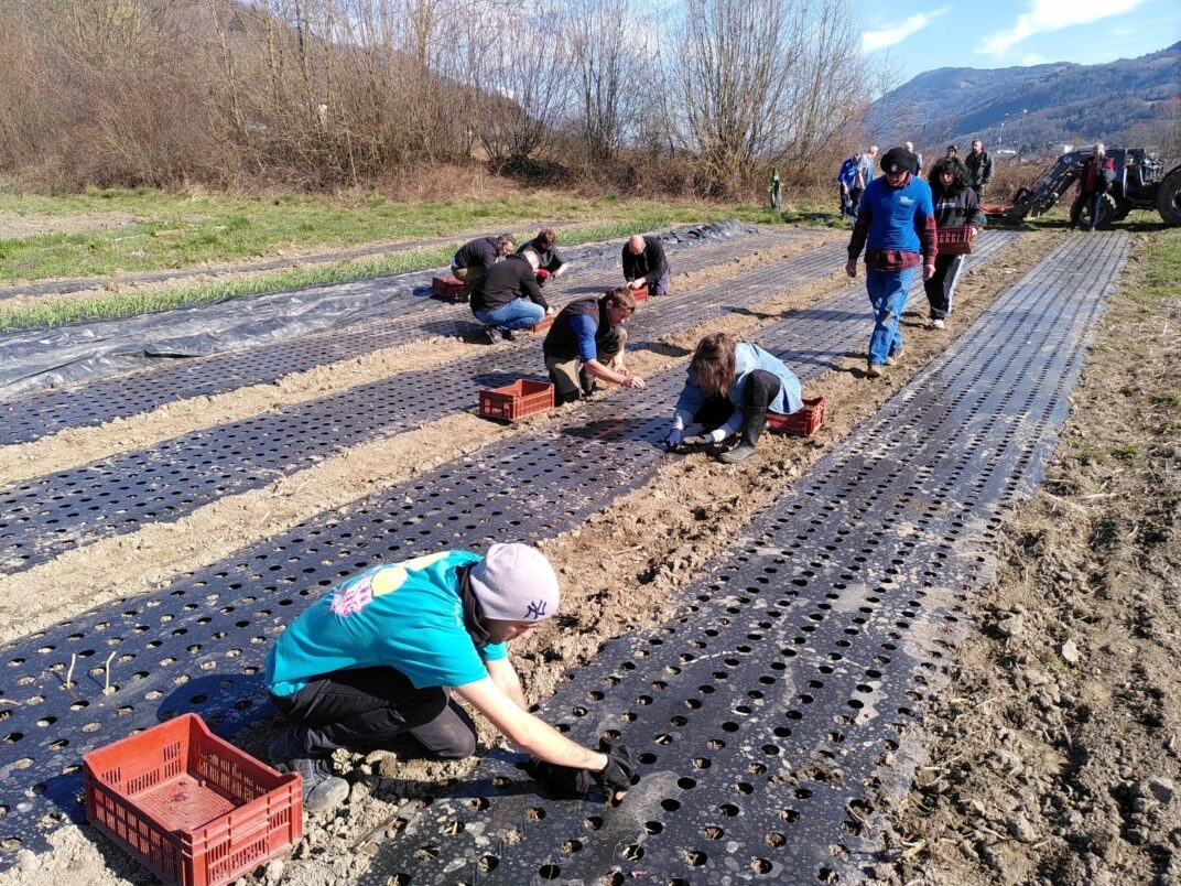 Image for Chantier : Plantation oignons