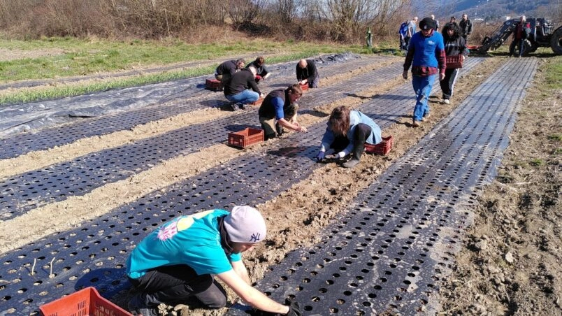Image for Chantier : Plantation oignons