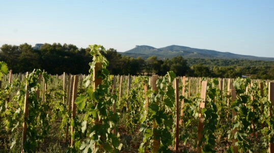 Liage de la vigne d&rsquo;un domaine en vitiforesterie !