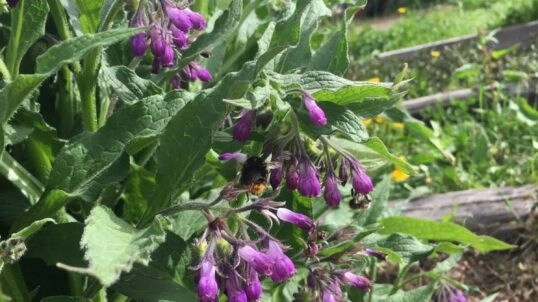 🌼 Entre jardin médiéval et plantes aromatiques