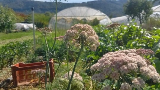 J1 – Coup de main à la Ferme de Carmintran : on débâche les tunnels !