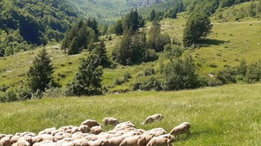Remise en état d&rsquo;un alpage après le passage d&rsquo;une avalanche ! 🏔️❄️