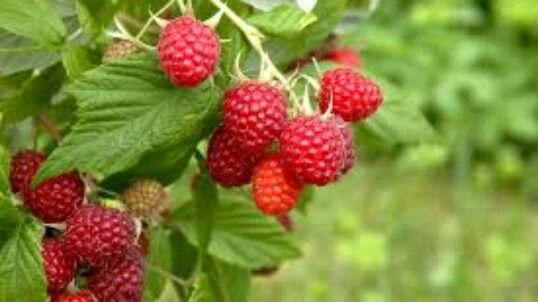 Chantier fruits rouges aux portes de Grenoble !