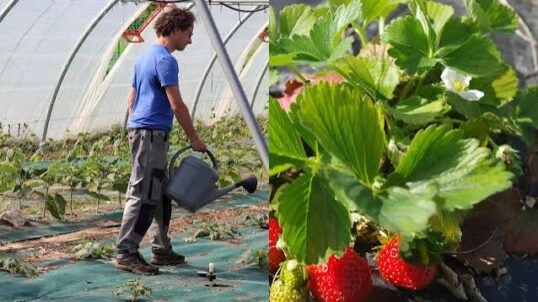 Gestion des plantes envahissantes en maraîchage !