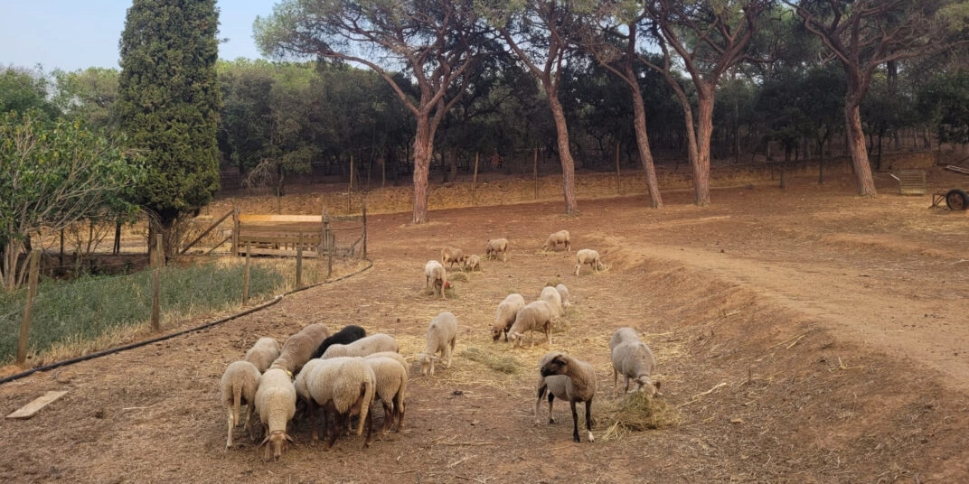 Image for Chantier : Réparer une clôture à ovins après le passage d&rsquo;une tempête