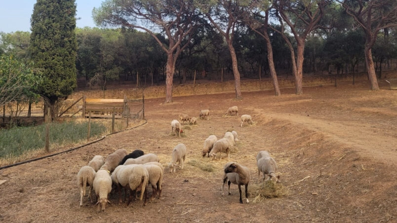 Image for Chantier : Réparer une clôture à ovins après le passage d&rsquo;une tempête