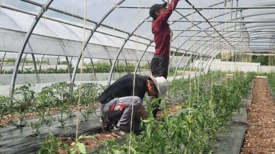 🍅 Taille et palissage des tomates de la Ferme de Tim 🍅