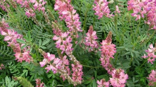 Urgence solidarité : cuscute plante parasite champ de sainfoin !